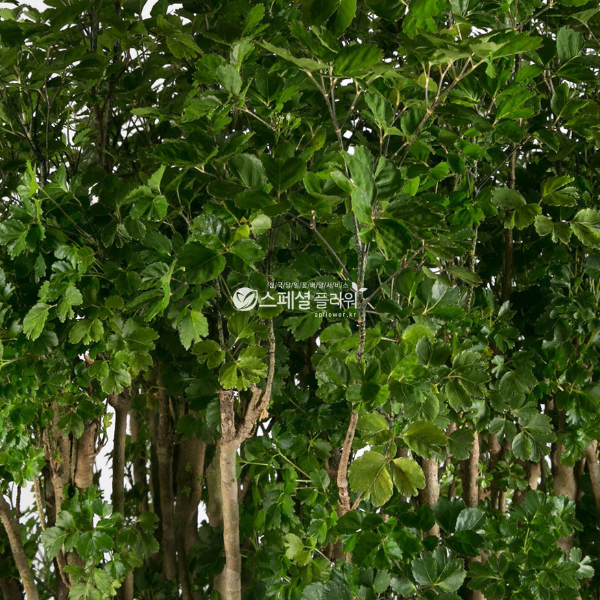상세이미지