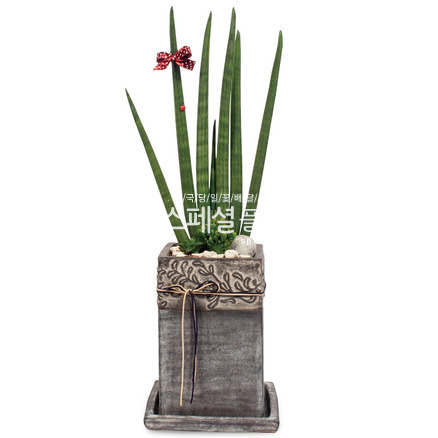 스투키10