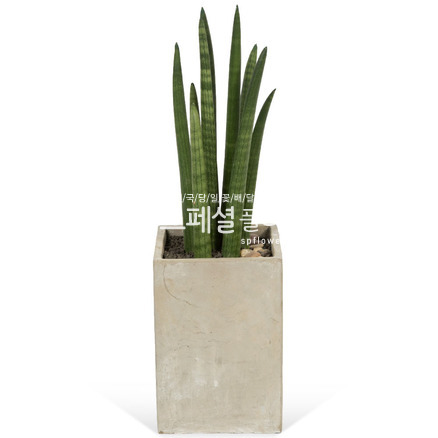 스투키99