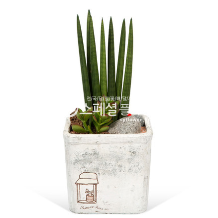 스투키 실속