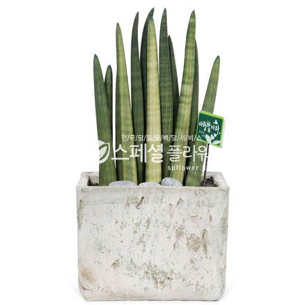 스투키7