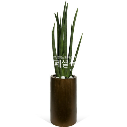 스투키006