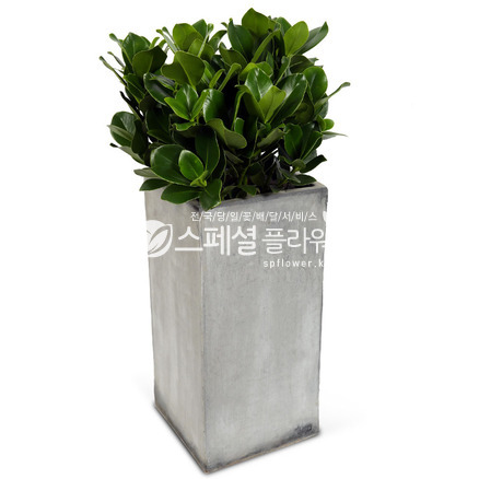 쿠루시아
