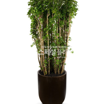 폴리샤스 명품
