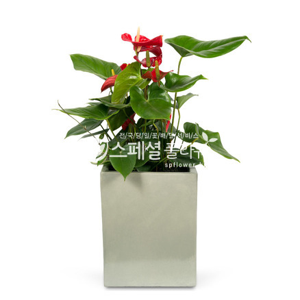 안시디움