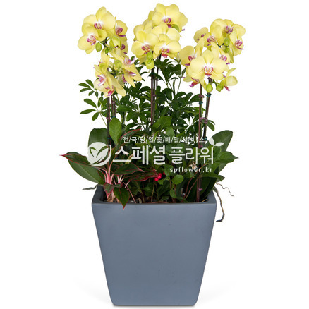 플라워썬셋 11
