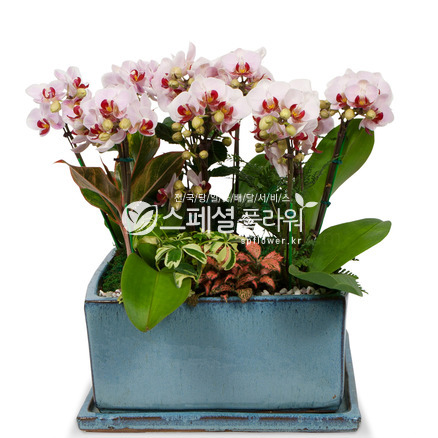 레그립 미니호접란