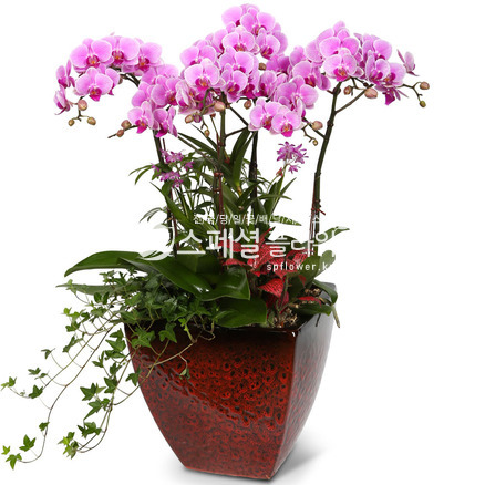 웨딩푸로마 미니호접란