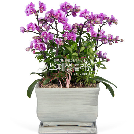 웨딩프로마