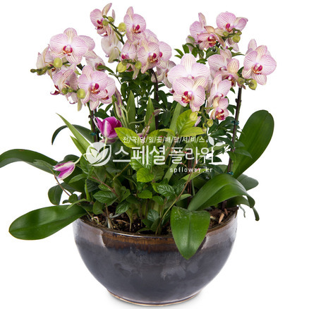 스트라이프 호접란