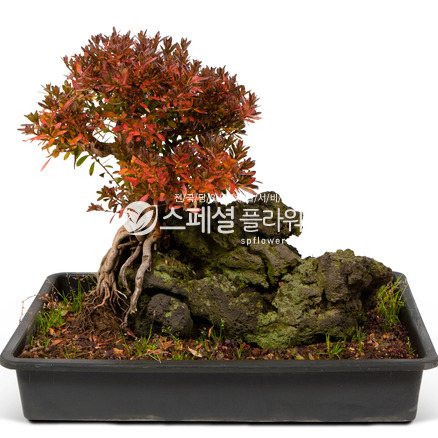 사철철쭉 현무암