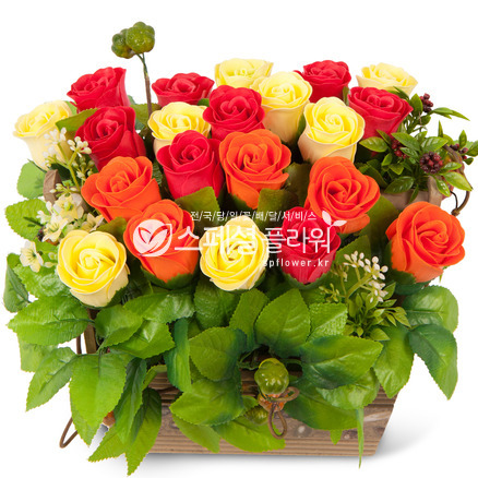 비누꽃8