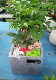 미니화분 녹보수,행복나무(50cm)-책상용