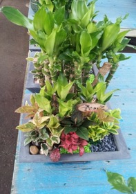 미니화분 개운죽(50cm) 책상용