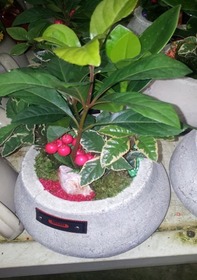 미니화분 천냥금미니분(25cm)