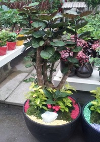 미니화분 파비안 책상용(70cm)-첵상용